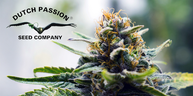 Dutch Passion Dutch Passion