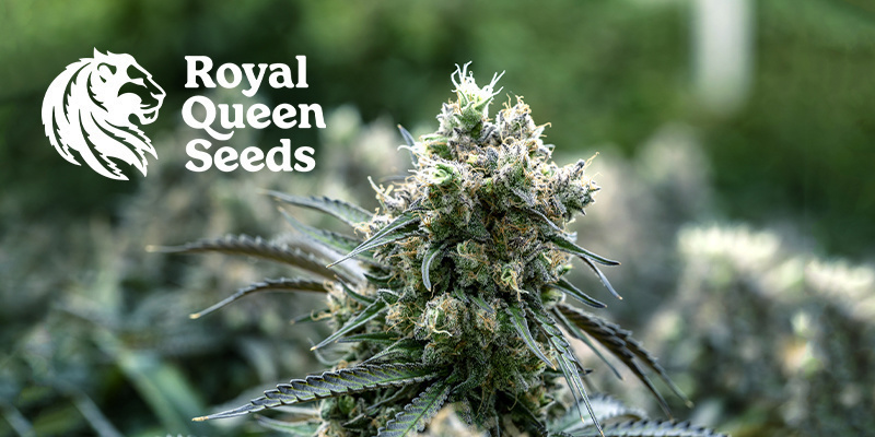 Royal Queen Seeds Royal Queen Seeds