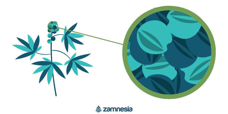 Hanplanta av cannabis
