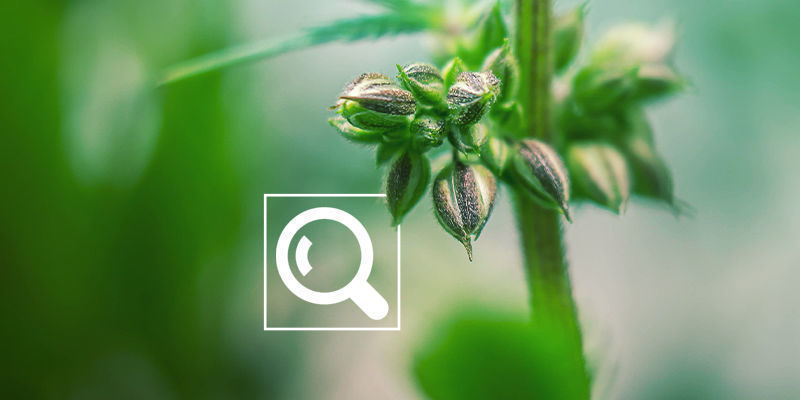 Vikten av att könsbestämma dina cannabisplantor tidigt (förblomning) Vikten av att könsbestämma dina cannabisplantor tidigt (förblomning)