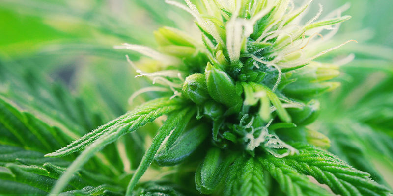 Vad är hermafroditiska cannabisplantor? What Are Hermaphrodite Cannabis Plants?