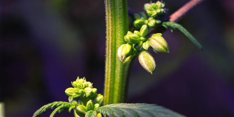 Vad du ska leta efter hos han- eller hermafroditiska cannabisplantor Vad du ska leta efter hos han- eller hermafroditiska cannabisplantor