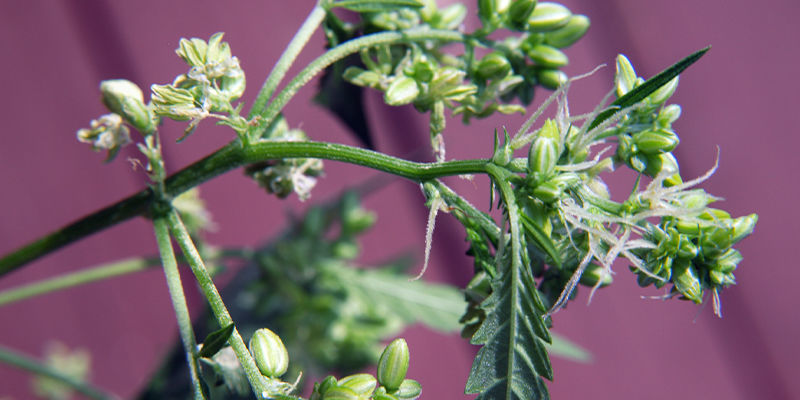 Var du ska leta efter tecken på han- eller hermafroditiska cannabisplantor Var du ska leta efter tecken på han- eller hermafroditiska cannabisplantor