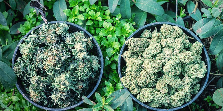 Lindra spänningar med cannabis: hitta rätt sort för att släppa taget