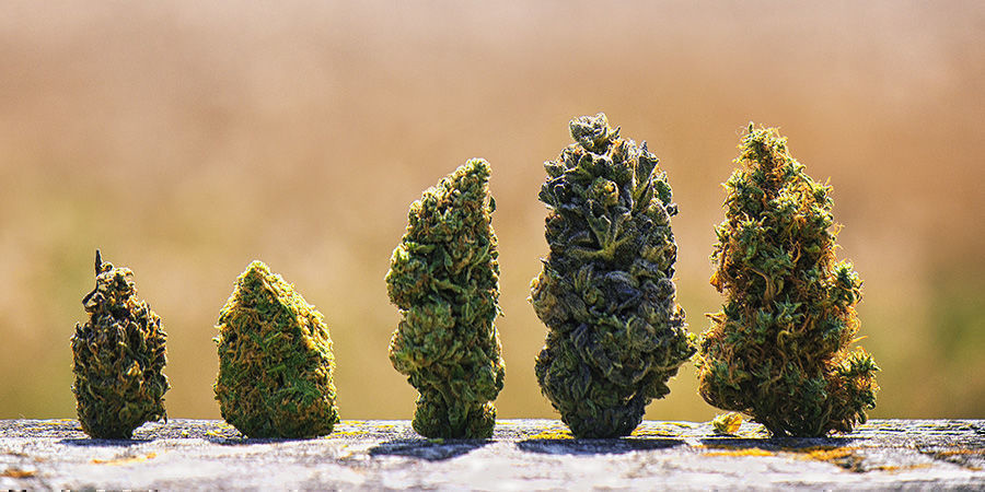 De bästa amerikanska cannabissorterna De bästa amerikanska cannabissorterna