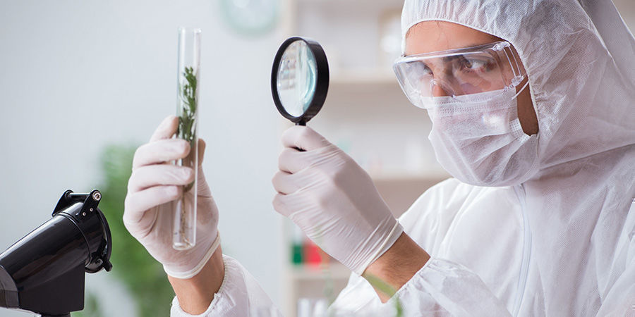 Att arbeta i USA:s cannabisindustri Working In The Us Cannabis Industry