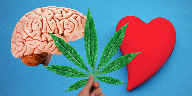 Cannabis: Fr&aring;n blod till hj&auml;rna