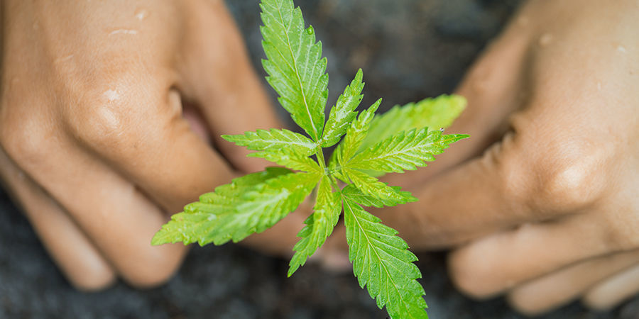 Odla cannabis i jord Odla cannabis i jord