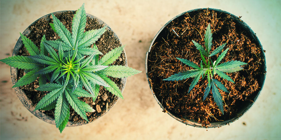 ODLA CANNABIS I KOKOSFIBER