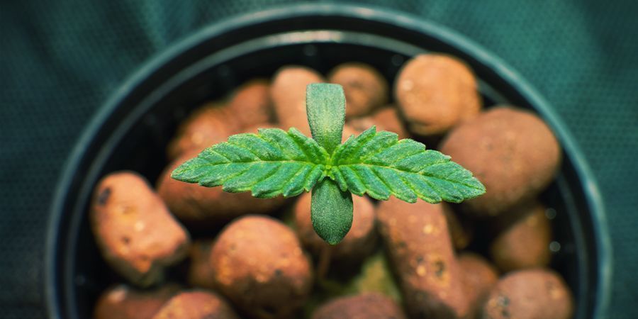 ODLA CANNABIS MED HYDROPONIK