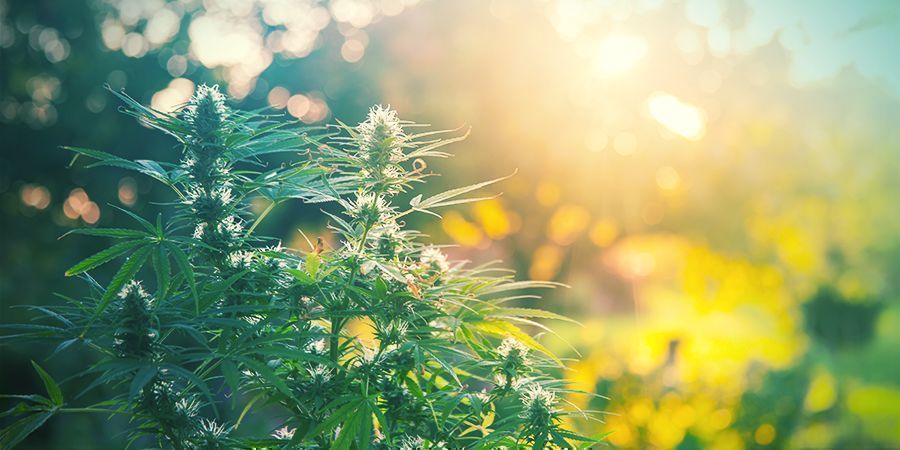 Översikt och jämförelse av odlingsmedium för cannabis Översikt och jämförelse av odlingsmedium för cannabis
