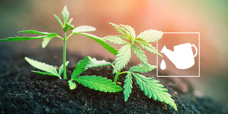 Vad är ett odlingsmedium för cannabis – och varför spelar det roll? WHAT IS A CANNABIS GROWING MEDIUM AND WHY DOES IT MATTER?