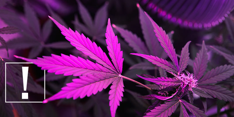 Varför ljuset är avgörande för cannabisodling Why Light Matters for Cannabis Cultivation