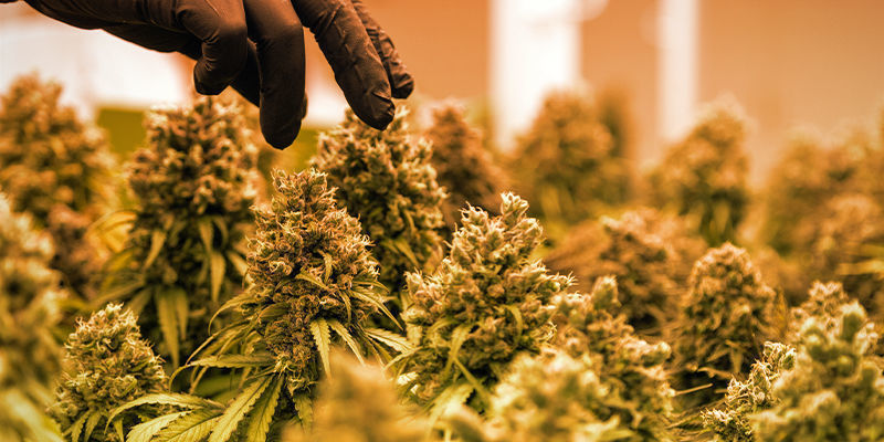 Avkastning LED Vs HPS: Yields
