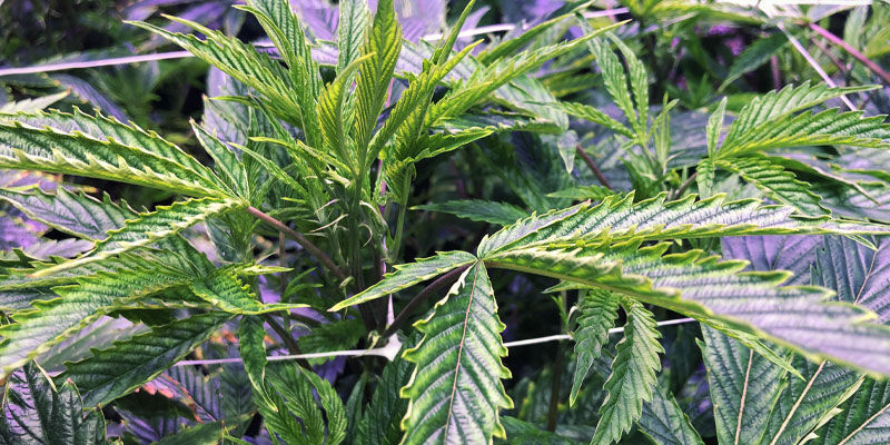 Nackdelar med UV-ljus för cannabisplantor Cons Of UV Light For Cannabis Plants