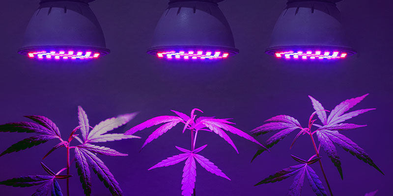 Behöver du särskilda UV-lampor för cannabis? Behöver du särskilda UV-lampor för cannabis?