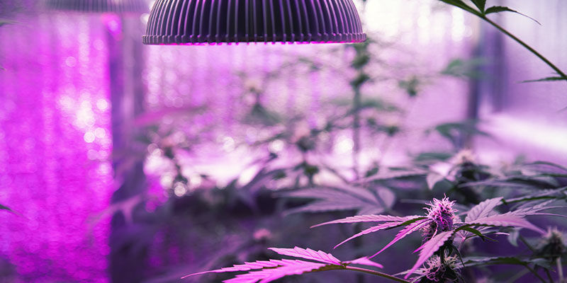 Så ger du cannabisplantor UV-ljus How To Give Cannabis Plants UV Light