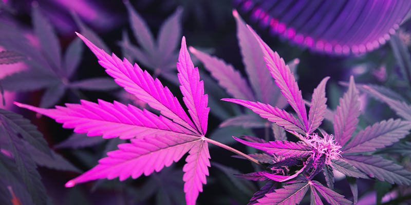 Hur UV-ljus påverkar cannabisplantor Hur UV-ljus påverkar cannabisplantor