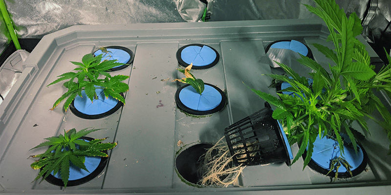 Hur du odlar cannabis med aeroponik Hur du odlar cannabis med aeroponik