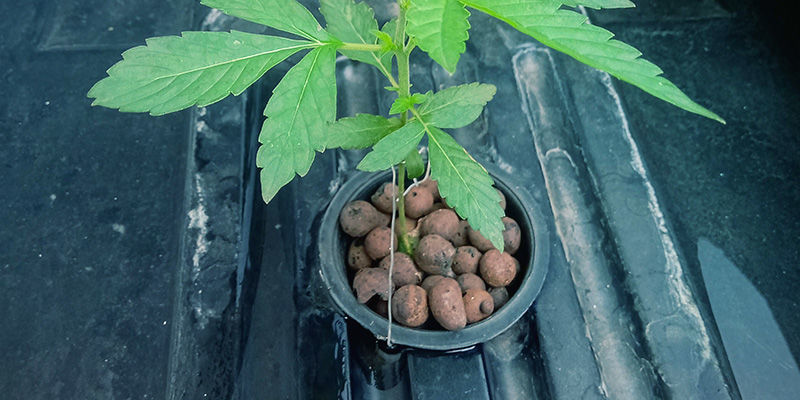 Placera dina krukor Position Your Plant Pots