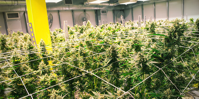 Tips för att odla cannabis med aeroponik Tips for Growing Weed Using Aeroponics