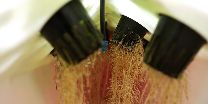 What Is Aeroponics? What Is Aeroponics?