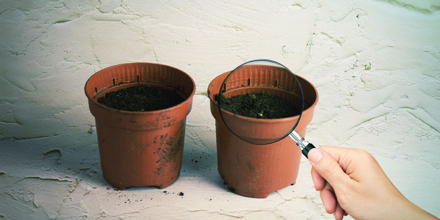 Håll utkik efter små plantor Håll utkik efter små plantor