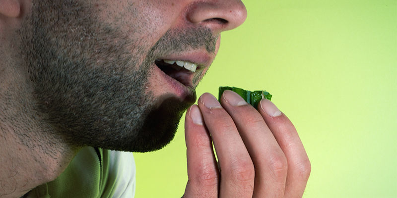 Så testar du alkaloidnivåerna i en meskalinkaktus How To Test Alkaloid Levels In A Mescaline Cactus