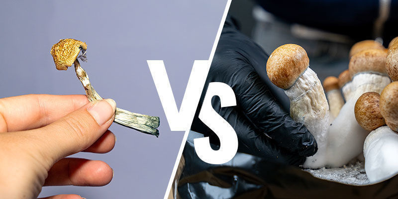 Färsk vs torkad förvaring Fresh vs dried storage