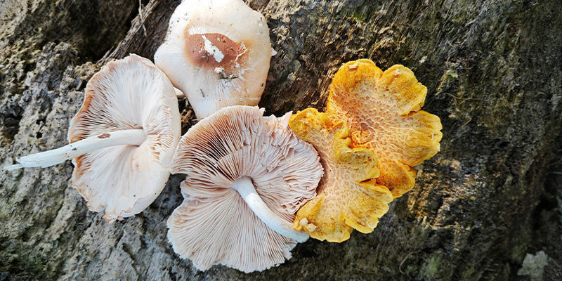 Pluteus Pluteus