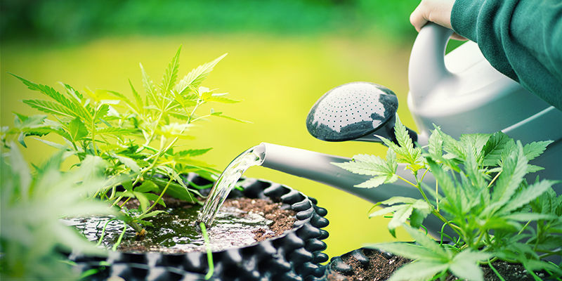 Kan cannabisplantor överdosera kisel? Cannabis Plants Overdose Silica