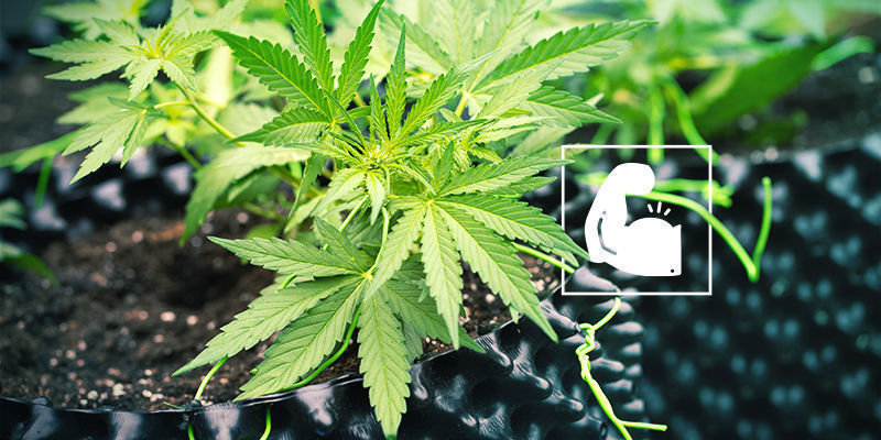 Robust And Resistant Cannabis and Silica: Robust and Resistant