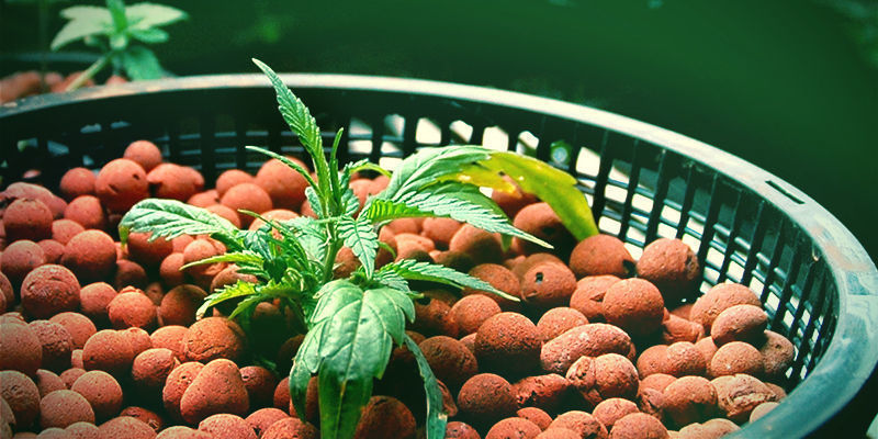 Använda kisel vid hydroponik Mega Cannabis Buds: Silica With Hydroponics