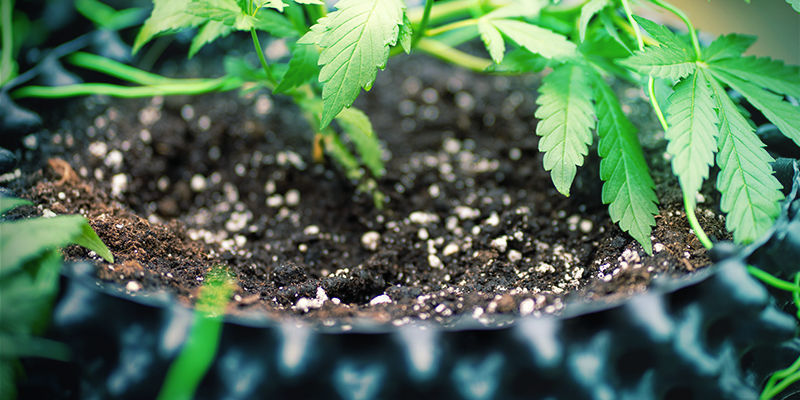 Använd kisel i jord Mega Cannabis Buds: Silica With Soil