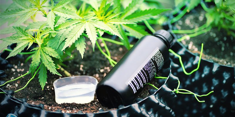 Vad är kisel? Mega Cannabis Buds: Vad är kisel?