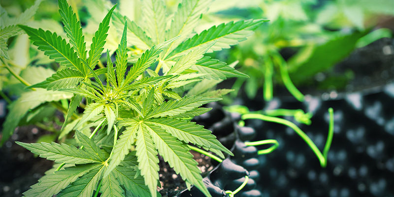 När ska man börja och sluta använda kisel till cannabis? start and Stop Using Silica With Cannabis