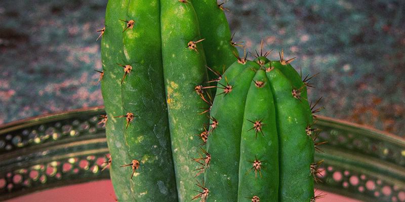 Meskalin Mescaline