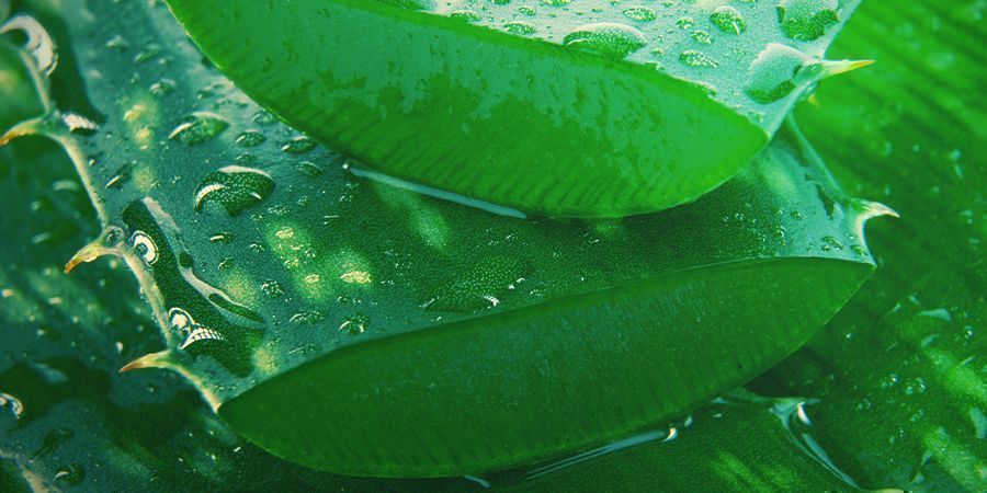 Aloe vera-juice Aloe Vera Juice - foliar spray your cannabis