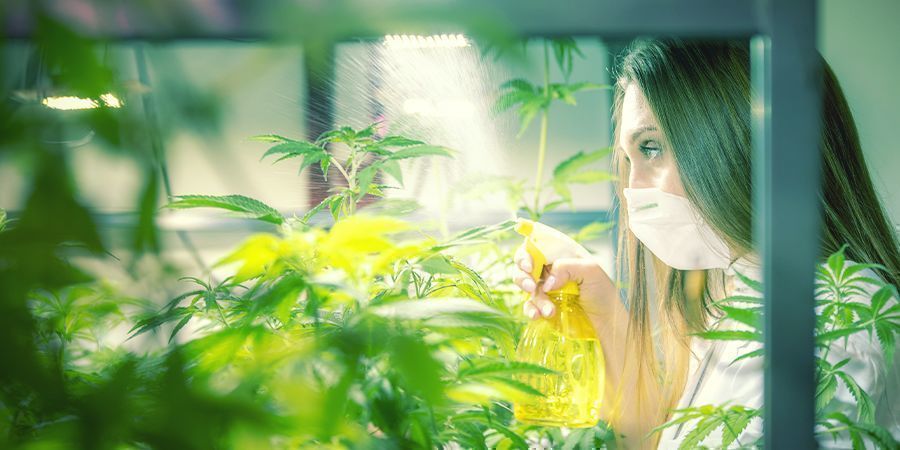 Hur och när du bladsprayar cannabisplantor Hur och när du bladsprayar cannabisplantor