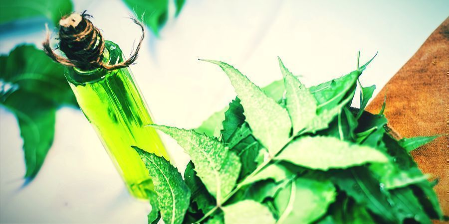 Neemolja Neem Oil - foliar spray your cannabis