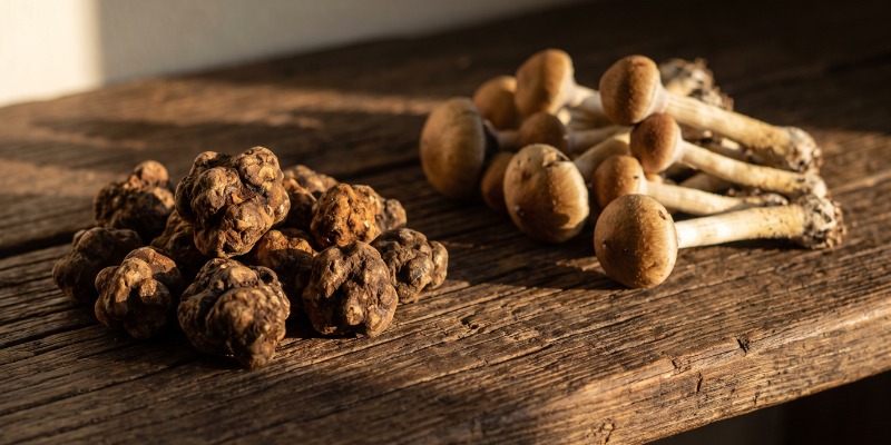 Magiska trufflar jämfört med magiska svampar Magiska trufflar jämfört med magiska svampar