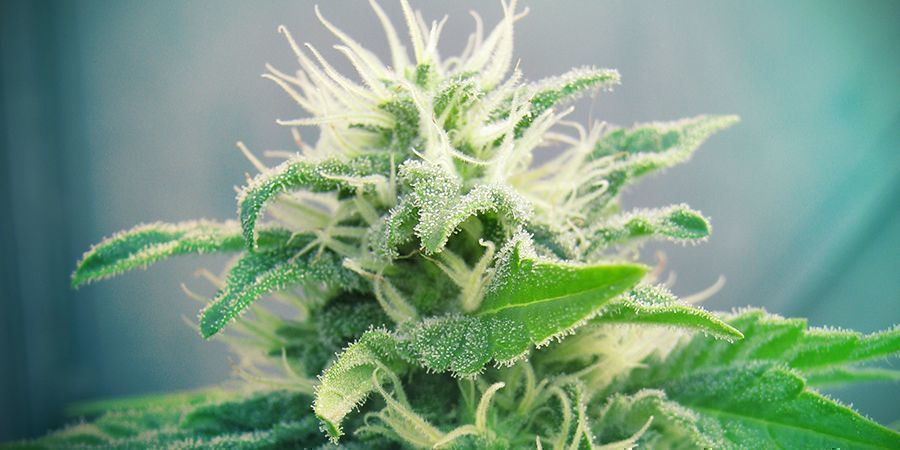 Jack Herer Cannabis Marijuana Sort Jack Herer Cannabis Marijuana Strain