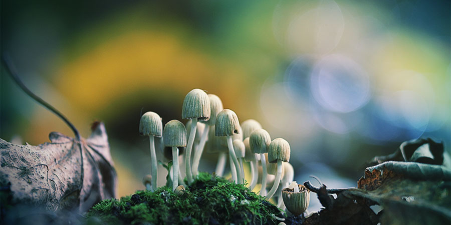 Den bästa tiden att leta efter magiska svampar The best time to look for magic mushrooms