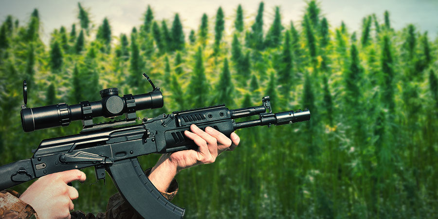 Så odlar du Ak-47 HOW TO GROW AK-47