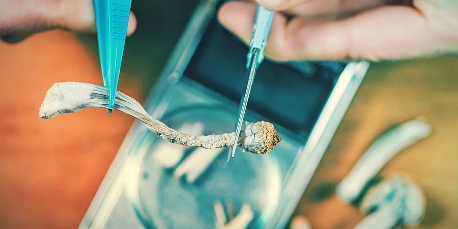 Magiska svampar stärker kreativiteten MAGIC MUSHROOMS ENHANCE CREATIVITY