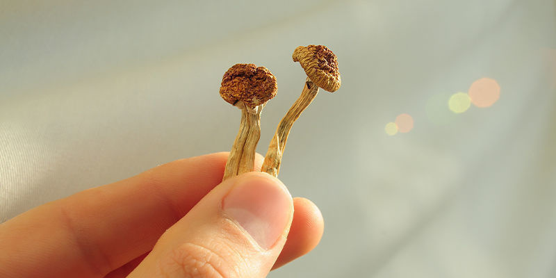 Vad är skillnaden mellan psilocybin och psilocin? Vad är skillnaden mellan psilocybin och psilocin?
