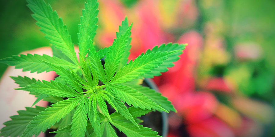 Så odlar du Jack Herer HOW TO GROW JACK HERER