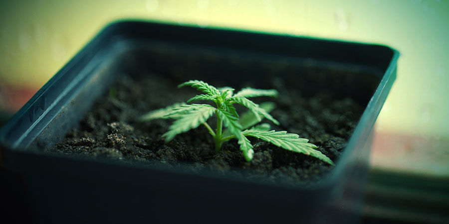 Odla cannabis i krukor Odla cannabis i krukor