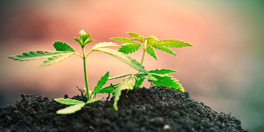 Odla cannabis i marken Odla cannabis i marken