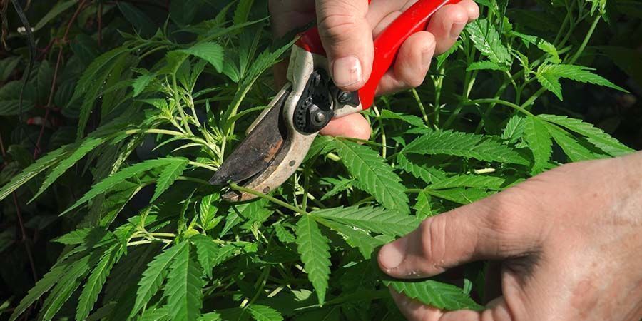 Avlövning av cannabis: allt du behöver veta Avlövning av cannabis: allt du behöver veta